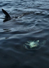 Feeding basking shark
